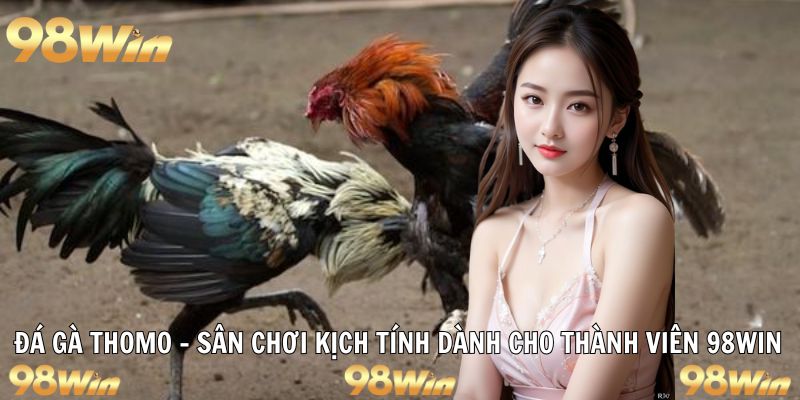 ĐÁ GÀ THOMO – CUỘC CHẠM TRÁN KỊCH TÍNH CHO TÍN ĐỒ 98WIN 4 đá gà thomo